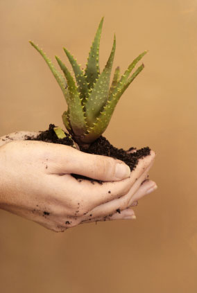 Woman holding aloe vera plant in her hands